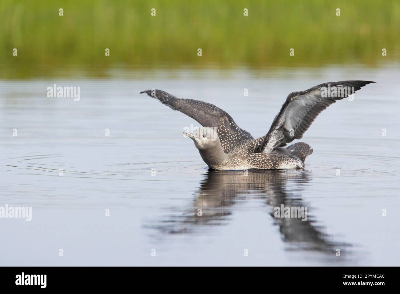 Rotkehlchen (Gavia stellata) reife Küken, die ihre Flügel auf dem Wasser strecken, Finnland Stockfoto