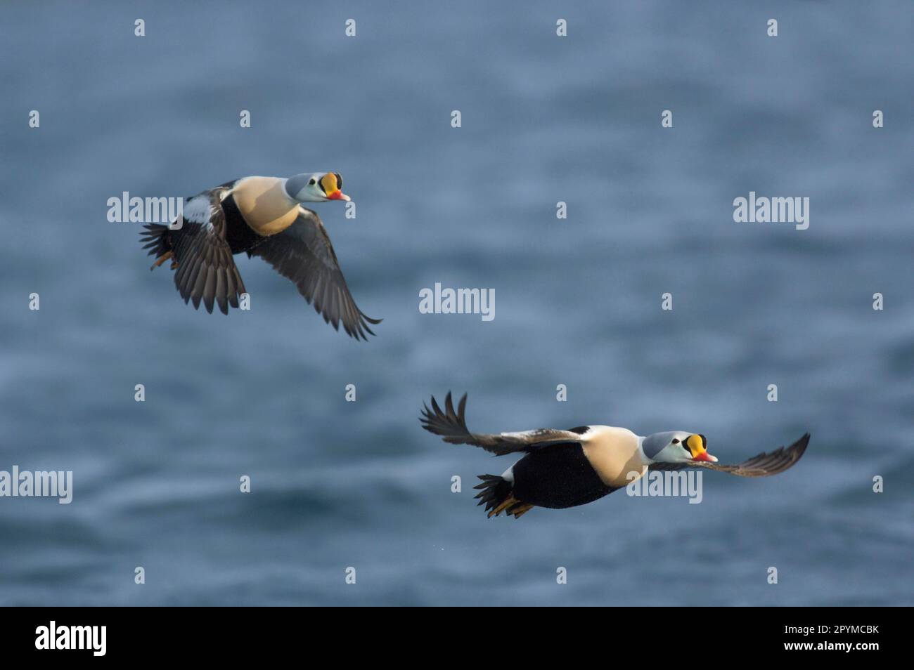 König Eider zwei Erwachsene Männer, im Flug über See, Batsfjord, Varanger Halbinsel, Finnmark, Norwegen Stockfoto