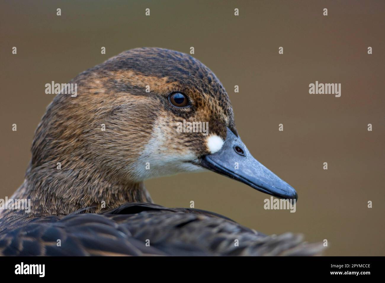 Nettion formosum, Baikal Teal, Baikal Duck, Glaucous Duck, Ducks, Gänse, Tiere, Vögel, Baikal Teal (Anas formosa), weiblich, Nahaufnahme des Kopfes Stockfoto