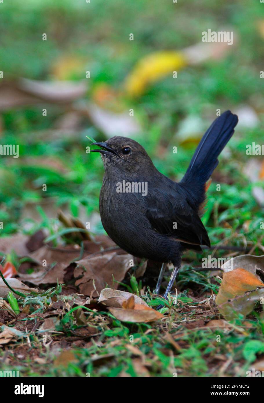 Indischer Robin (Saxicoloides fulicata leucoptera) endemische Rasse