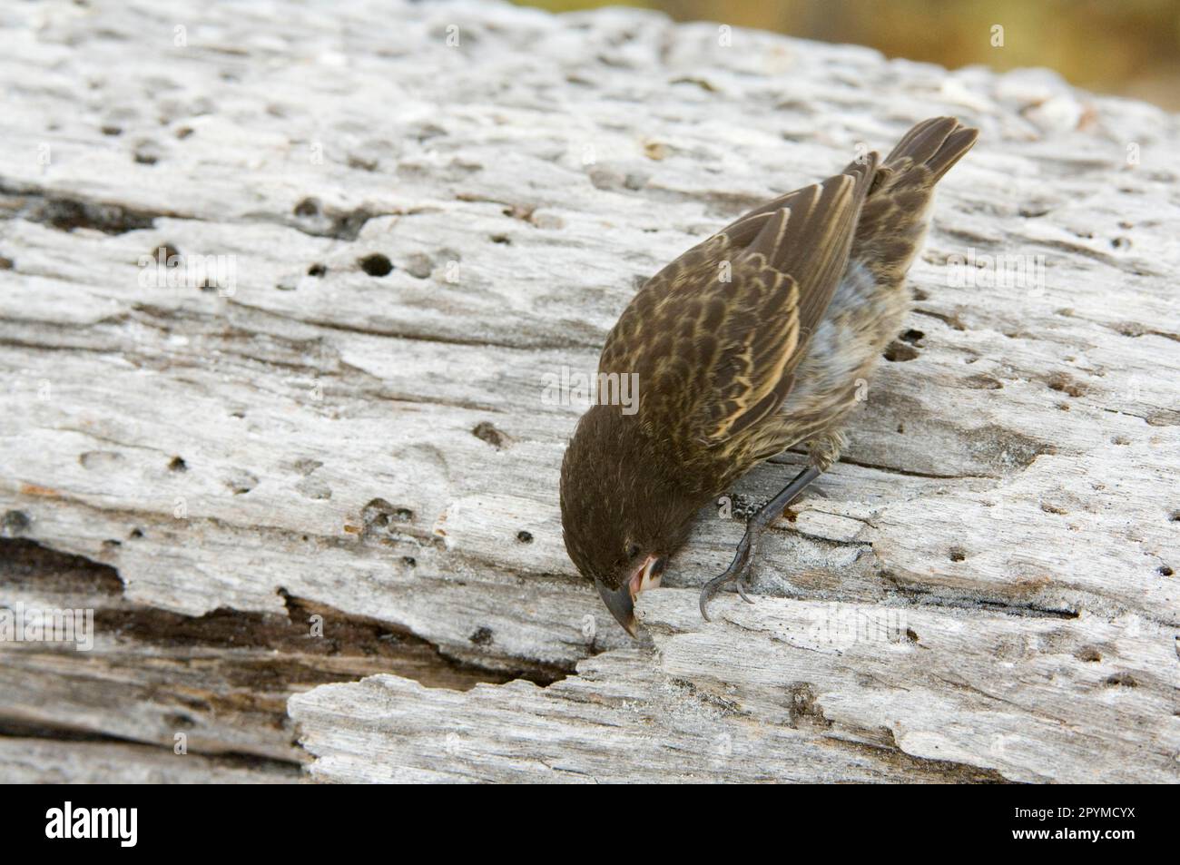 Ground Finch, Espanola cactus (Opuntia) Finch, Opuntia Ground Finches, Darwins Finches (Geospiza conirostris), endemisch, Singvögel, Tiere, Vögel Stockfoto