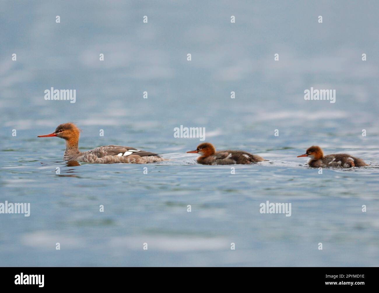 Roter Merganser (Mergus Serrator), Erwachsene Frau mit zwei Entenküken, schwimmend auf dem See, Langvattnet-See, Naturschutzgebiet Malingsbo-Kloten Stockfoto