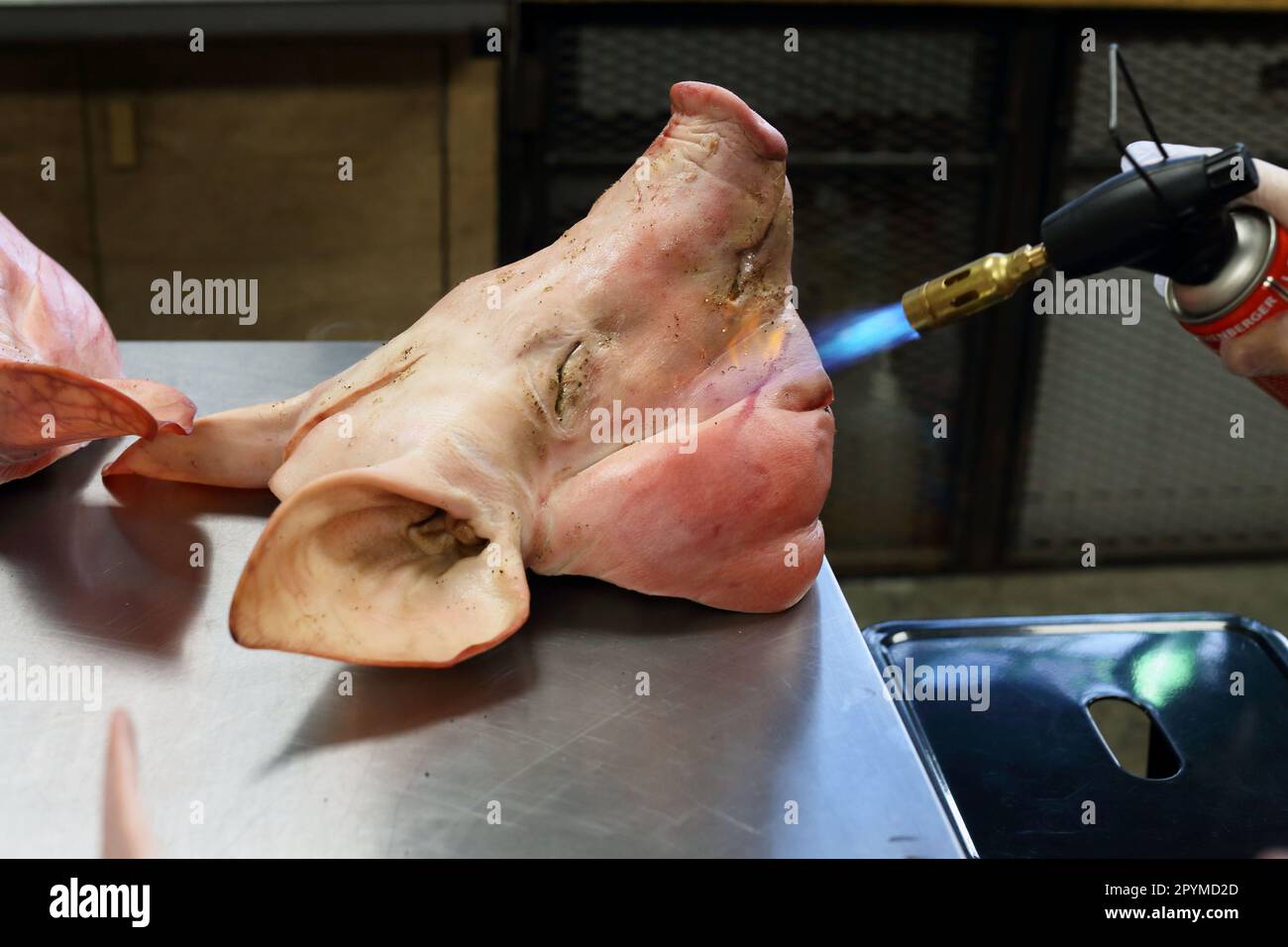 Ich verbrenne grobe Schweinehaare beim Schwein in einem eintägigen Metzgerkurs Stockfoto