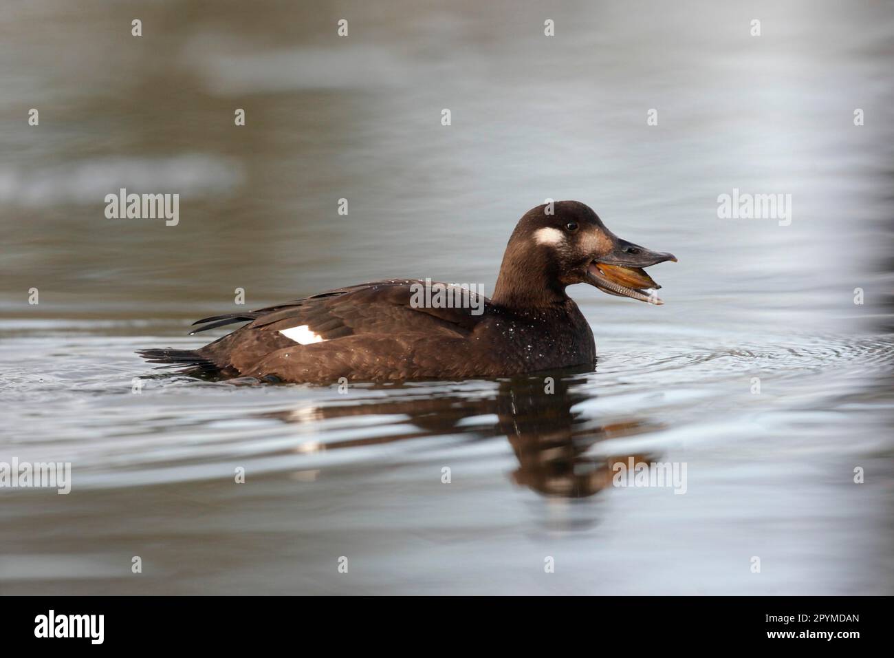 Samt-Scoter (Melanitta fusca), ausgewachsene weibliche Schildkröte, Schwimmen, Fütterung von Süßwassermuscheln, Lancashire, England, Vereinigtes Königreich Stockfoto