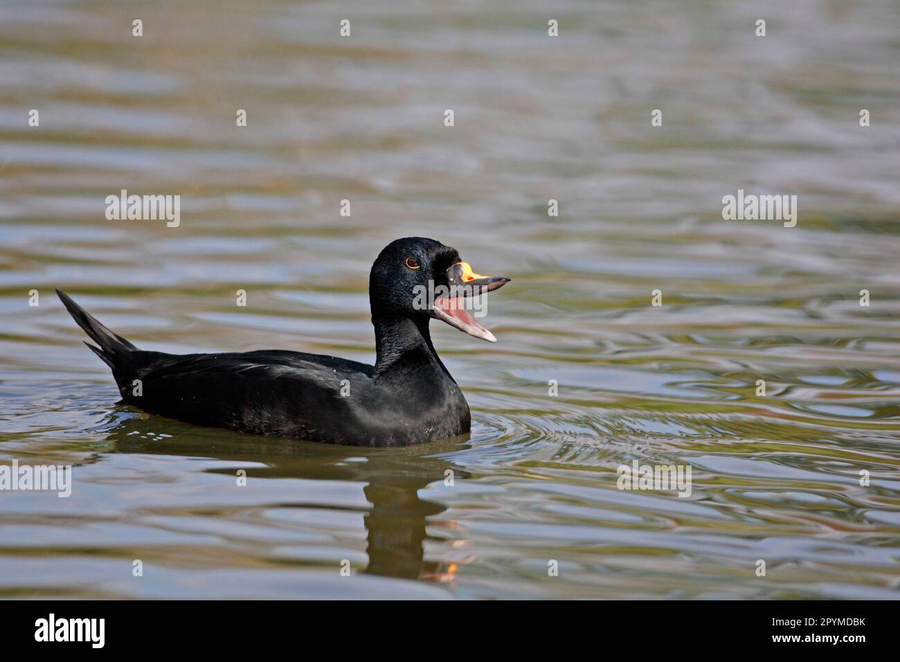 Gemeiner Scooter (Melanitta nigra), männlicher Erwachsener, ruft während des Werbens an, schwimmt auf dem See, in Gefangenschaft, im Frühling Stockfoto