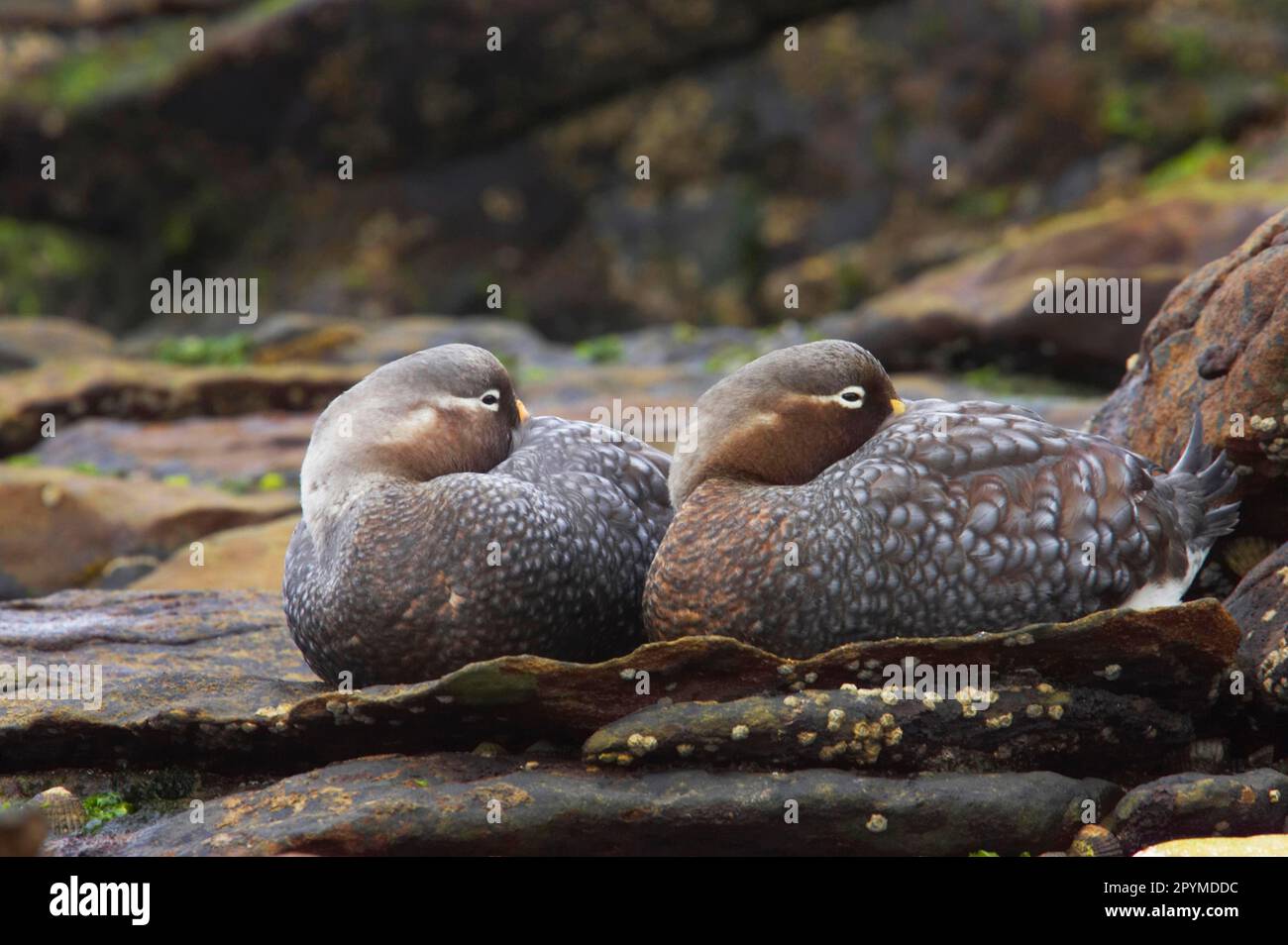 Falkland-Dampfenten (Tachyeres brachypterus), endemische Enten, Gänsevögel, Halbgänse, Tiere, Birds, Falkland Flight SteamerDuck, zwei Erwachsene, ruhend Stockfoto