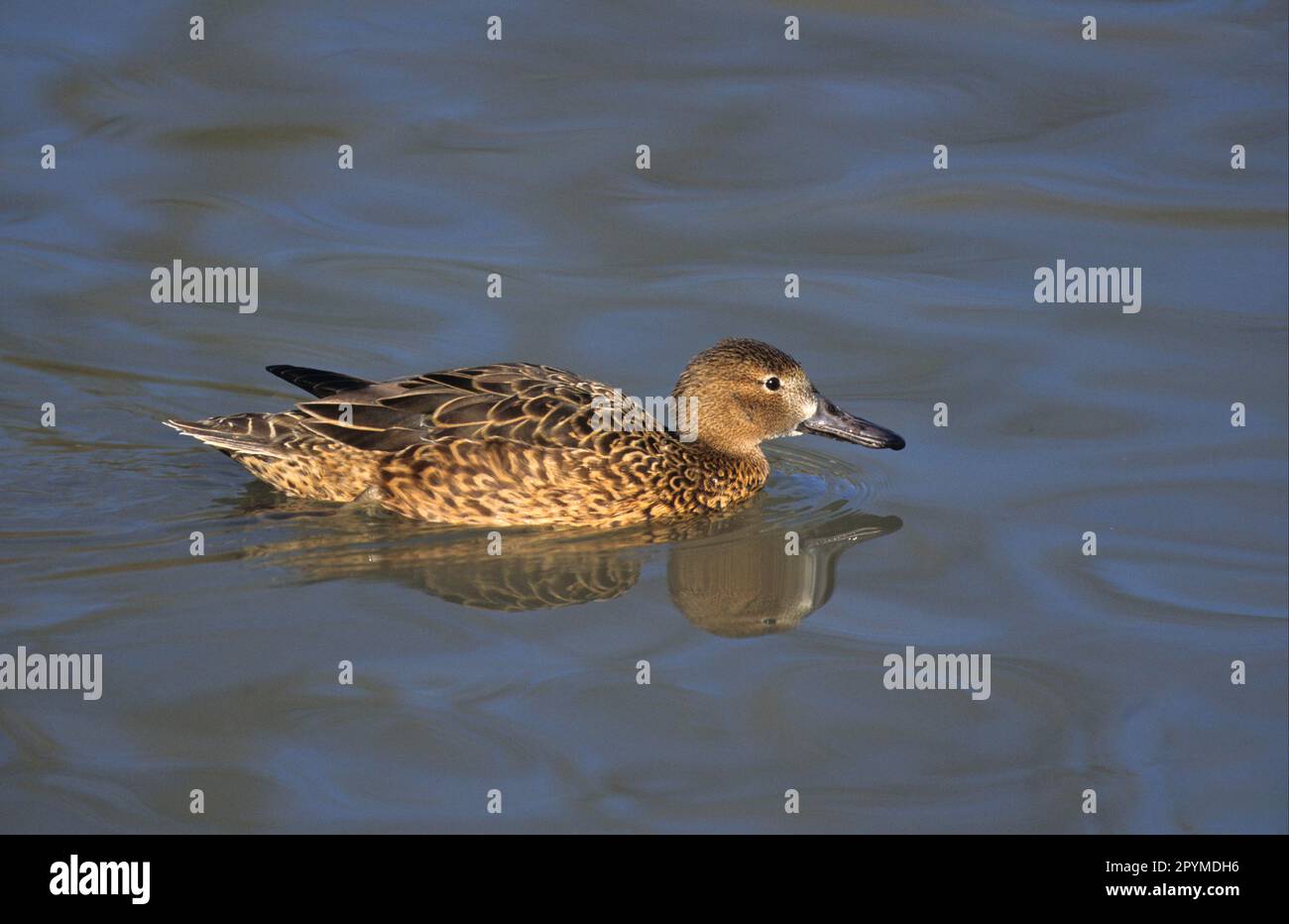 Zimtblaugrün (Anas cyanoptera) Erwachsene Frau, Schwimmen Stockfoto