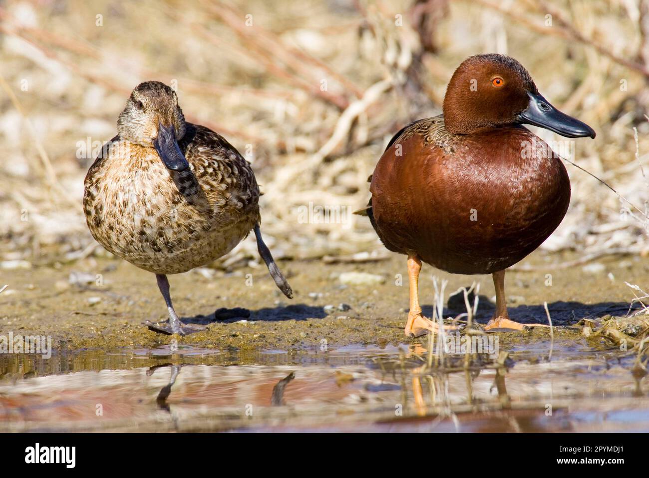Zimtblütenduft (Anas cyanoptera), Erwachsenenpaar, am Rand des Wassers (U.) S. A. Stockfoto