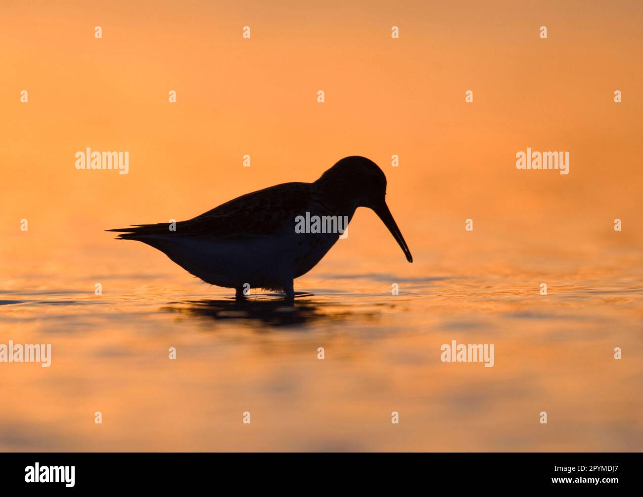 Dunlin (Calidris alpina), Erwachsener, Wading, Silhouetted at Dusk, Snettisham, Norfolk, England, Vereinigtes Königreich Stockfoto