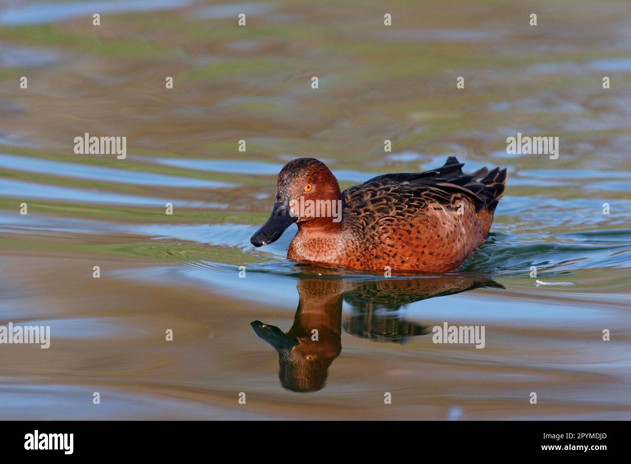 Andenzimtgrün (Anas cyanoptera orinomus) Schwimmen, Reflexion im Wasser Stockfoto