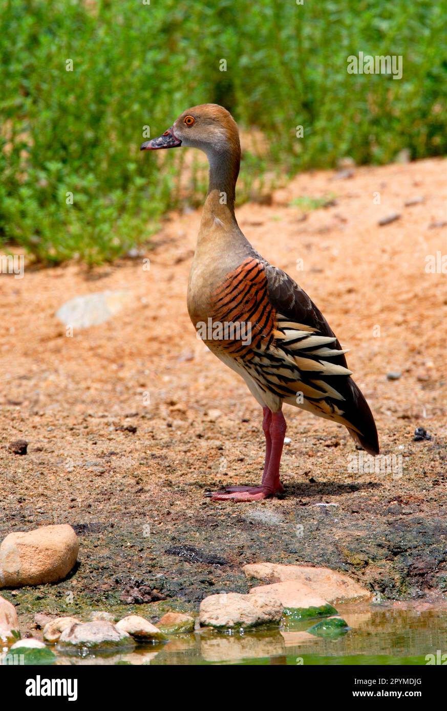 Plumed Whistling-Duck (Dendrocygna eytoni), Erwachsener, auf der Bank stehend, Südost-Queensland, Australien Stockfoto