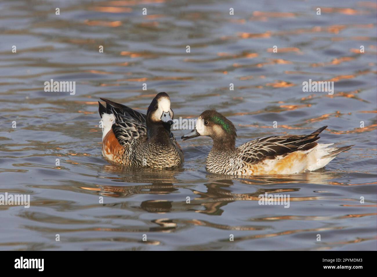 Chilenischer Wigeon, Chilenischer Wigeon, Chilenischer Wigeon, Enten, Gänsevögel, Tiere, Vögel, Chiloe Wigeon (Anas sibilatrix) Paar Erwachsene, Schwimmen, Slimbridge Stockfoto