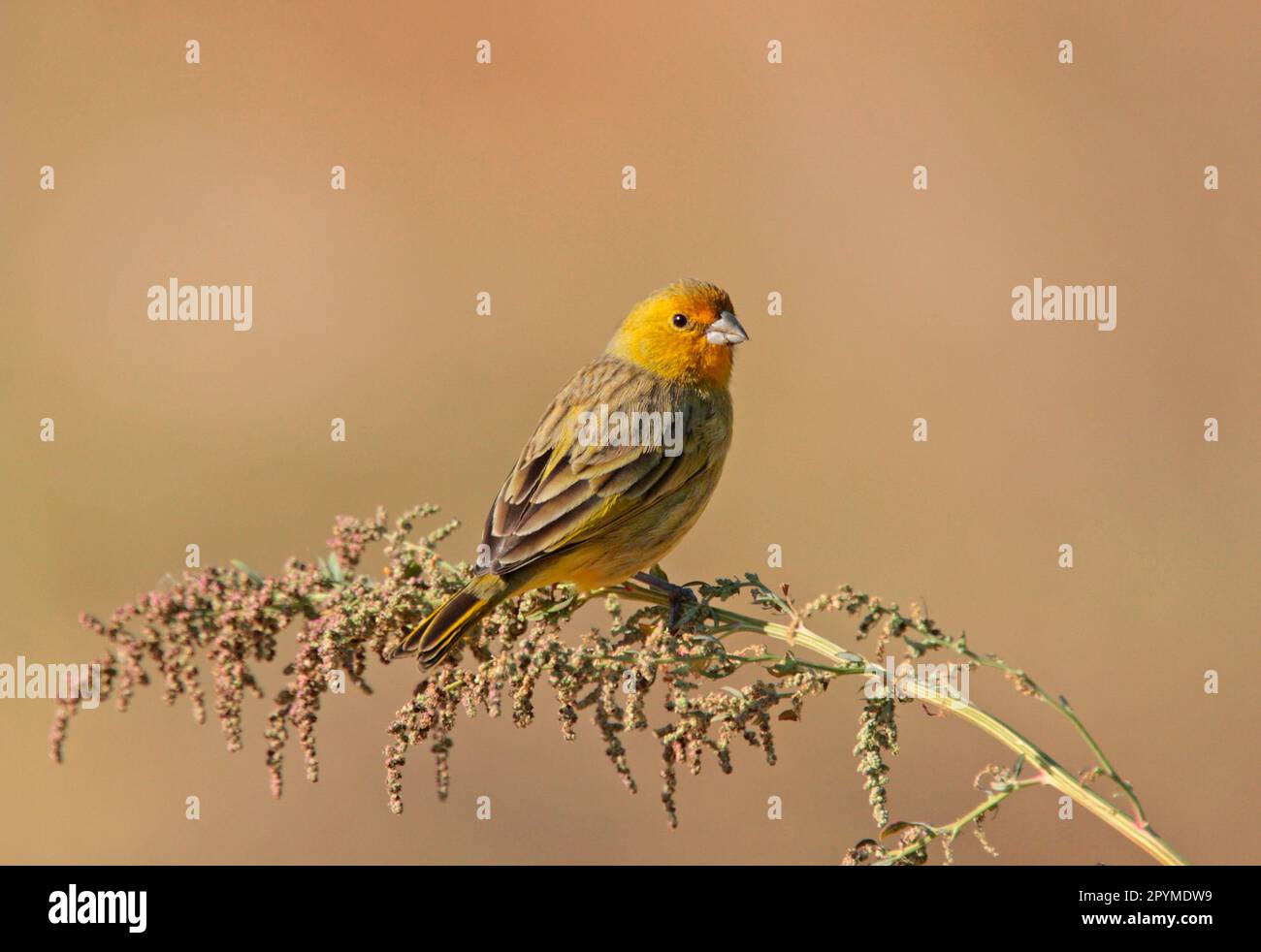 Safranfink (Sicalis flaveola), männlich, auf dem Stiel sitzend, Vicente Lopez, Provinz Buenos Aires, Argentinien Stockfoto