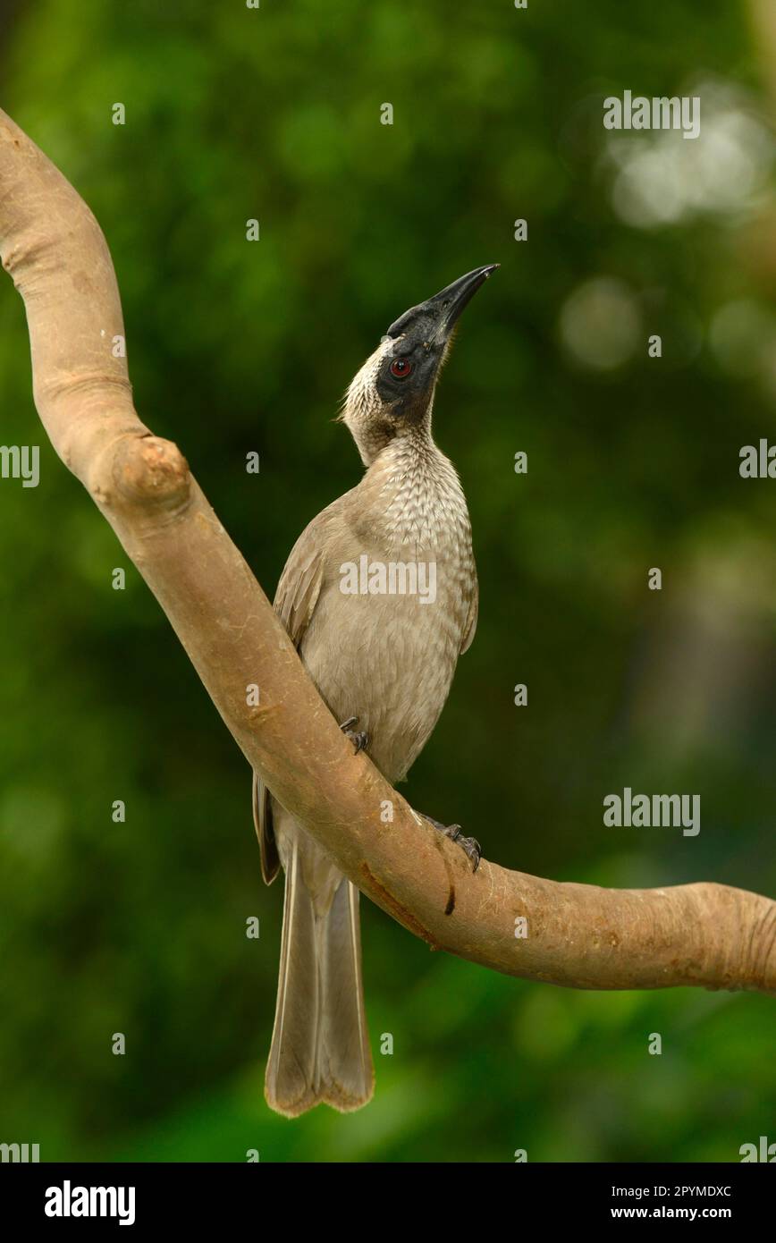 Helmetter Friarbird (Philemon buceroides), Erwachsener, hoch oben auf einem Ast, Queensland, Australien Stockfoto