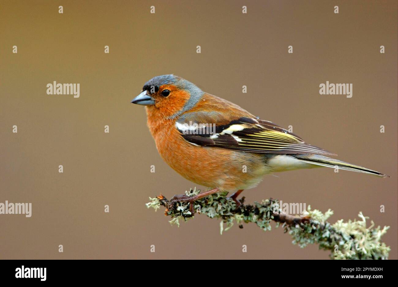 Gemeine Schaffinch (Fringilla coelebs) Erwachsener männlich auf einem mit Lichen überzogenen Zweig, Schottland, Großbritannien Stockfoto