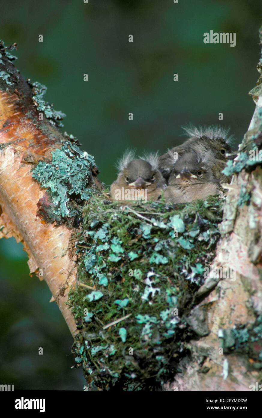 Schaffinch, gewöhnliche Schaffinch (Fringilla coelebs), Singvögel, Tiere, Vögel, Finken, Chaffinch Young in Nest (S) Stockfoto