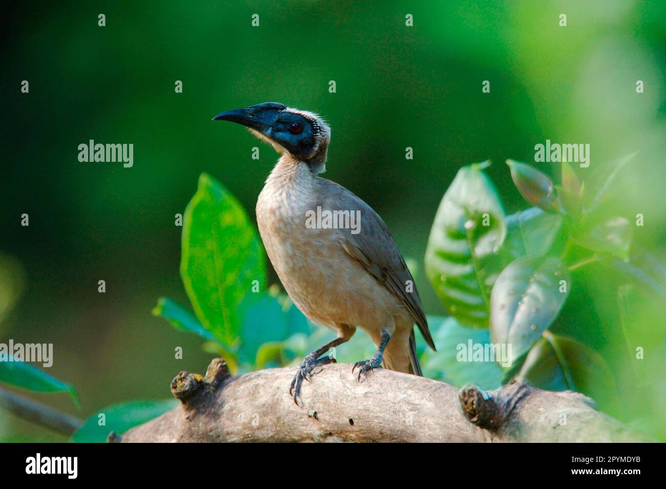 Erwachsener Helmfriarbird (Philemon buceroides), sitzt auf einem Ast im Regenwald, Daintree, Queensland, Australien Stockfoto