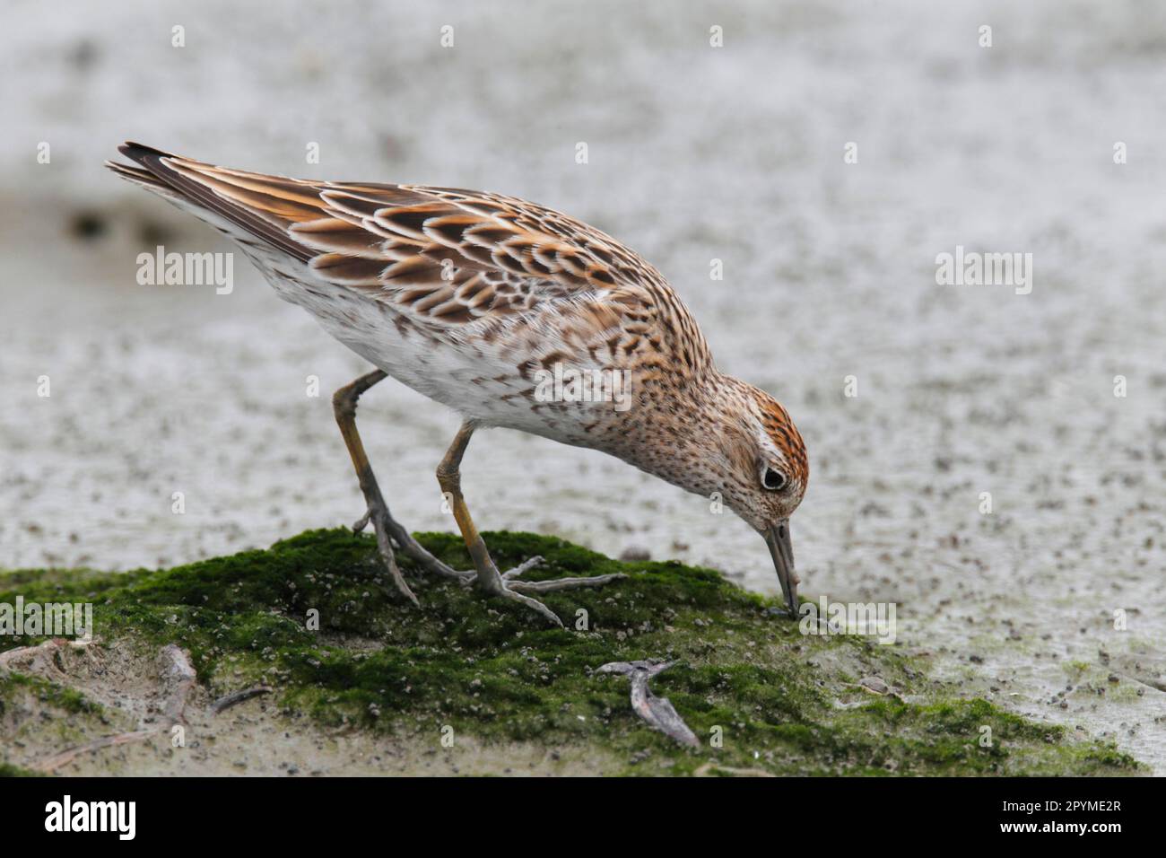 Scharfschwanz-Sandpiper (Calidris acuminata), Tiere, Vögel, Waders, scharfschwanz-Sandpiper, ausgewachsen, Zucht von Gefieder, Futtersuche auf Schlamm, Mai Po Stockfoto