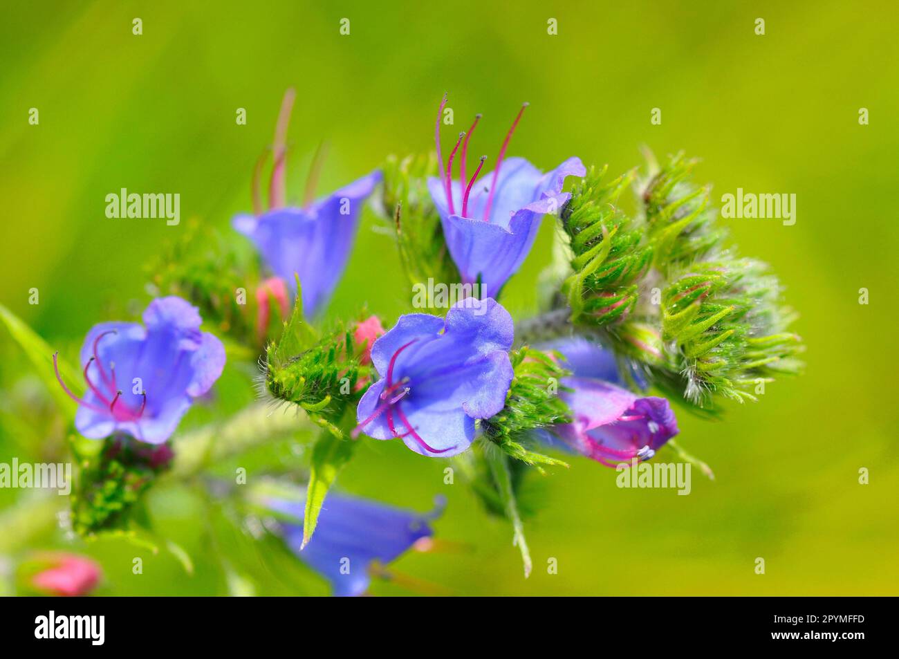 Die gewöhnliche Viper Stockfoto