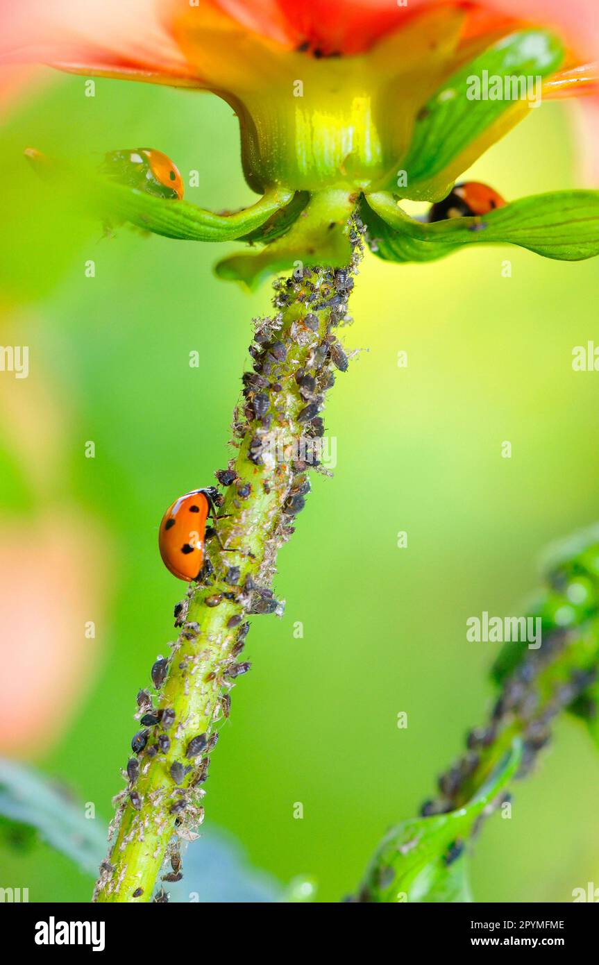 Marienkäfer und Blattläuse Stockfoto