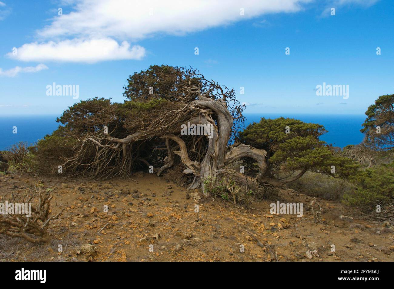 Phönizier Juniper, El Hierro, Kanarische Inseln, Spanien Stockfoto
