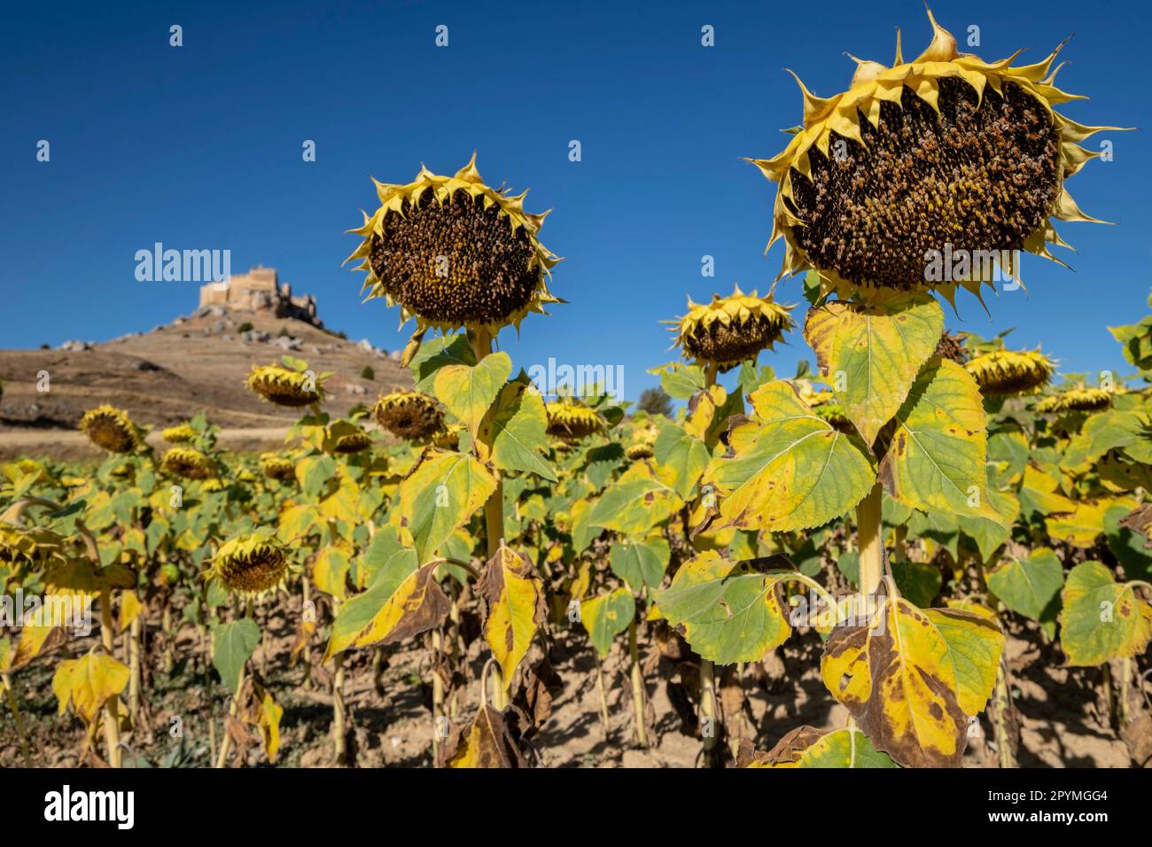 campo de girasoles, Helianthus annuus, Castillo de Gormaz, Siglo X, Gormaz, Soria, Comunidad Autónoma de Castilla, Spanien, Europa Stockfoto