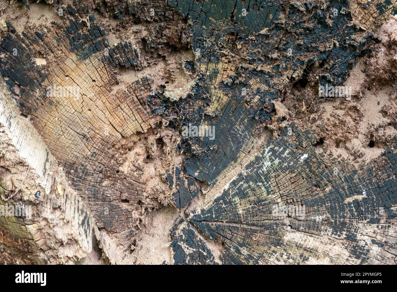 Nahaufnahme des geschnittenen Endes eines Baumstumpfs mit Rissen, Rissen und Textur Stockfoto