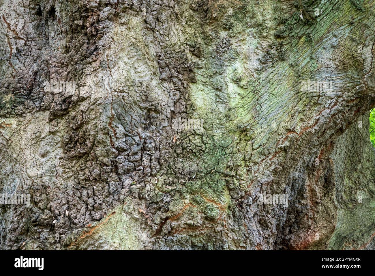 Nahaufnahme der wahnsinnigen Baumrinde-Textur Stockfoto