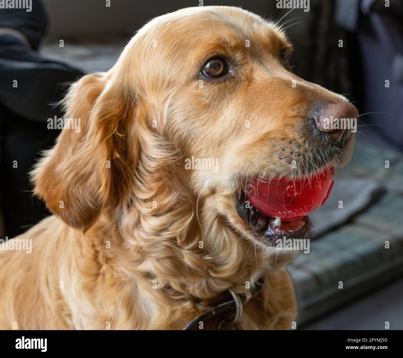 Ein Golden Retriever Kopfschuss. Der Hund hält einen roten Plastikball. Stockfoto