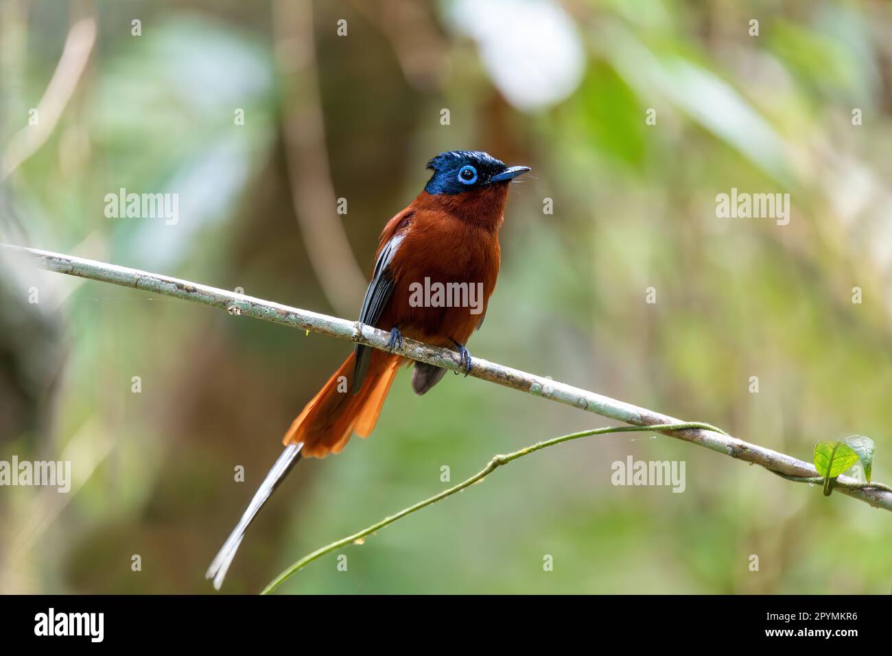 Wunderschöner Vogel Madagaskar Paradies Fliegenfänger (Terpsiphone mutata), Männlich im Regenwald, endemische Vogelarten in der Familie Monarchidae. Andasibe-Man Stockfoto