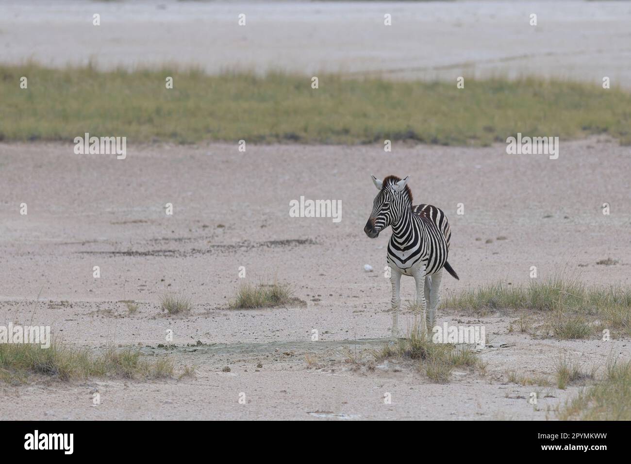 zebra in der etosha-Pfanne, Namibia Stockfoto