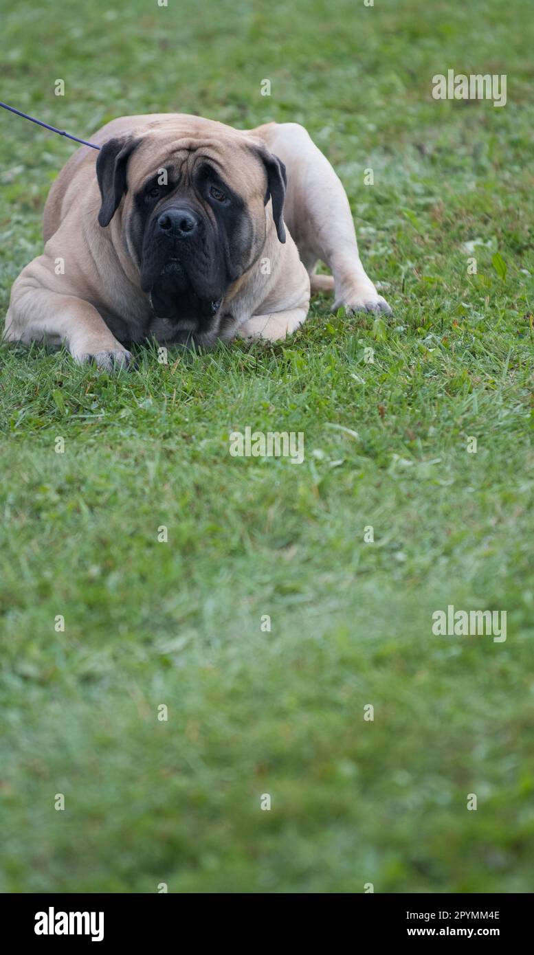 Mastiffhund liegt im Gras Stockfoto