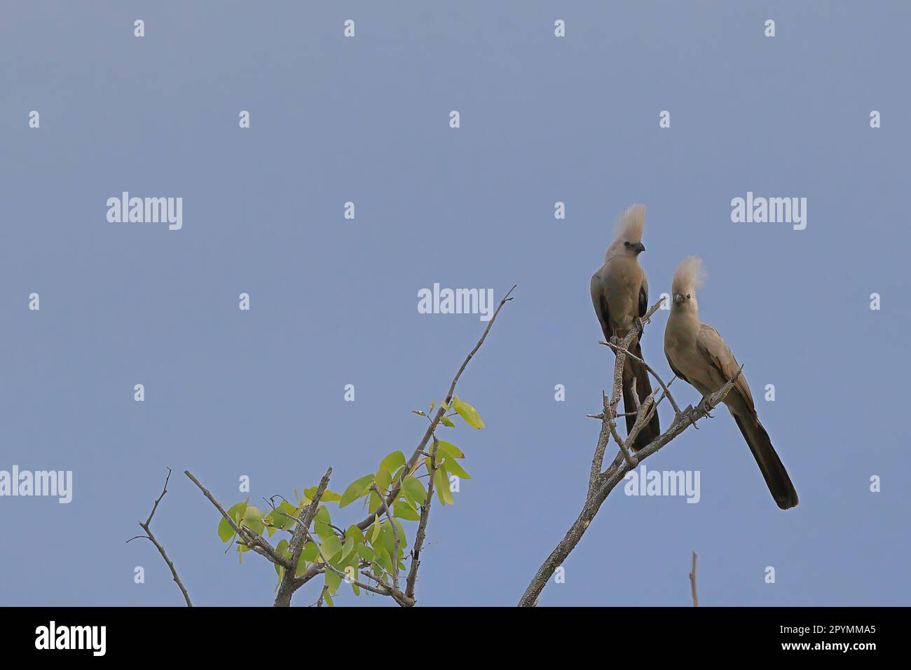 Graue lourie-Vögel sitzen auf einem Baum in etosha Stockfoto