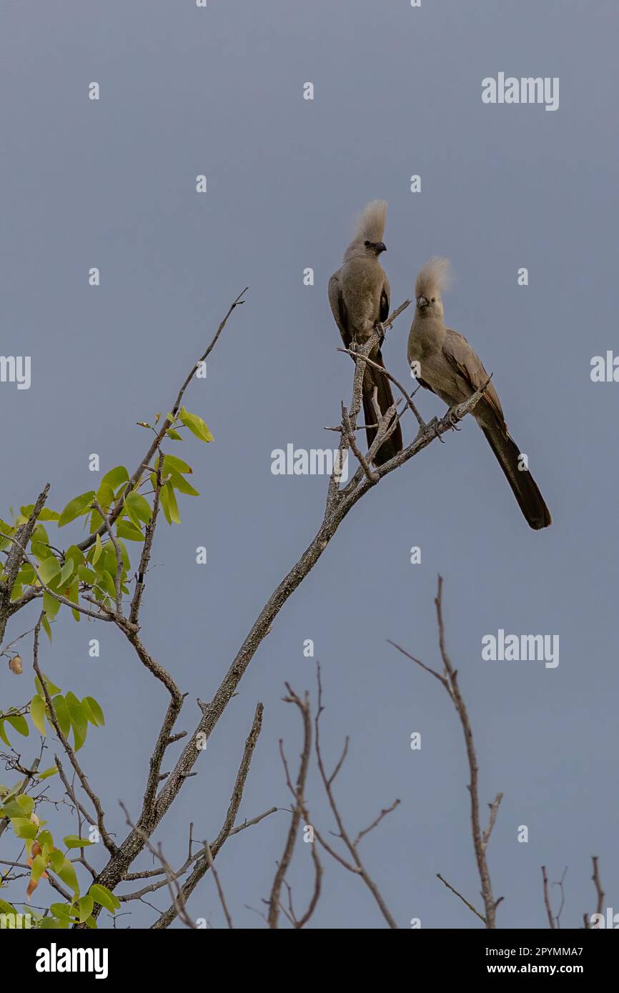 Graue lourie-Vögel sitzen auf einem Baum in etosha Stockfoto