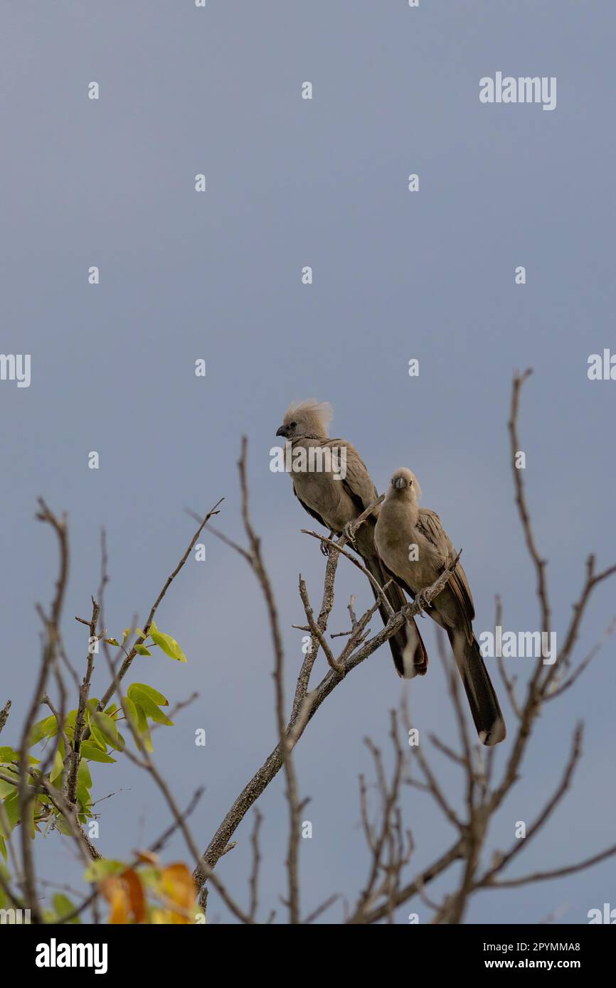 Graue lourie-Vögel sitzen auf einem Baum in etosha Stockfoto