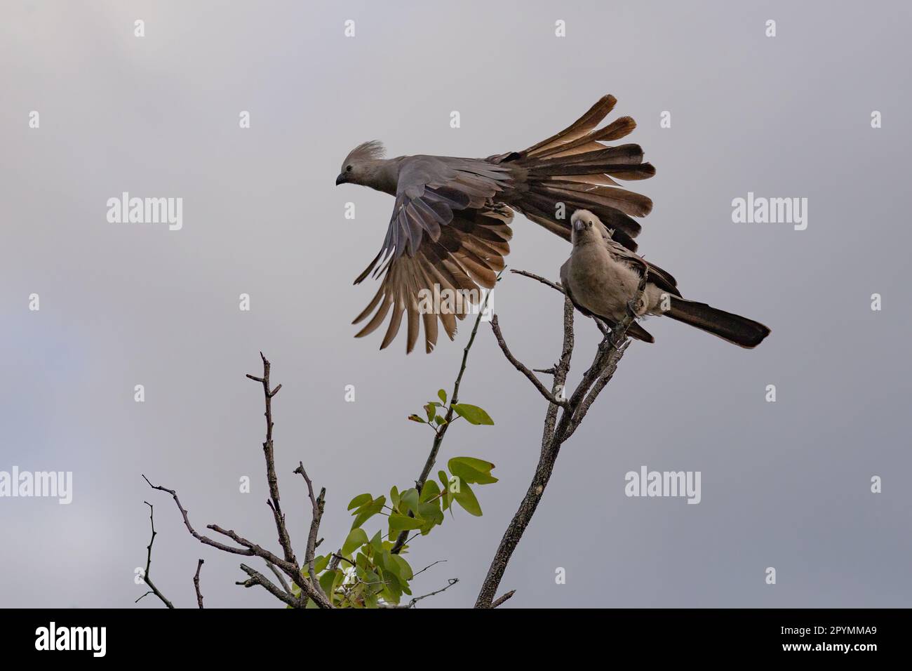 Graue lourie-Vögel sitzen auf einem Baum in etosha Stockfoto