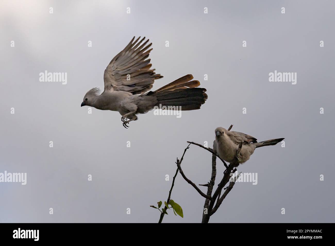 Graue lourie-Vögel sitzen auf einem Baum in etosha Stockfoto