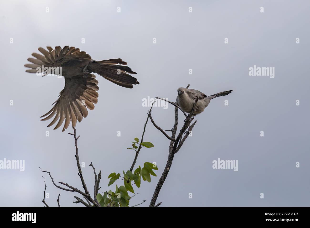 Graue lourie-Vögel sitzen auf einem Baum in etosha Stockfoto