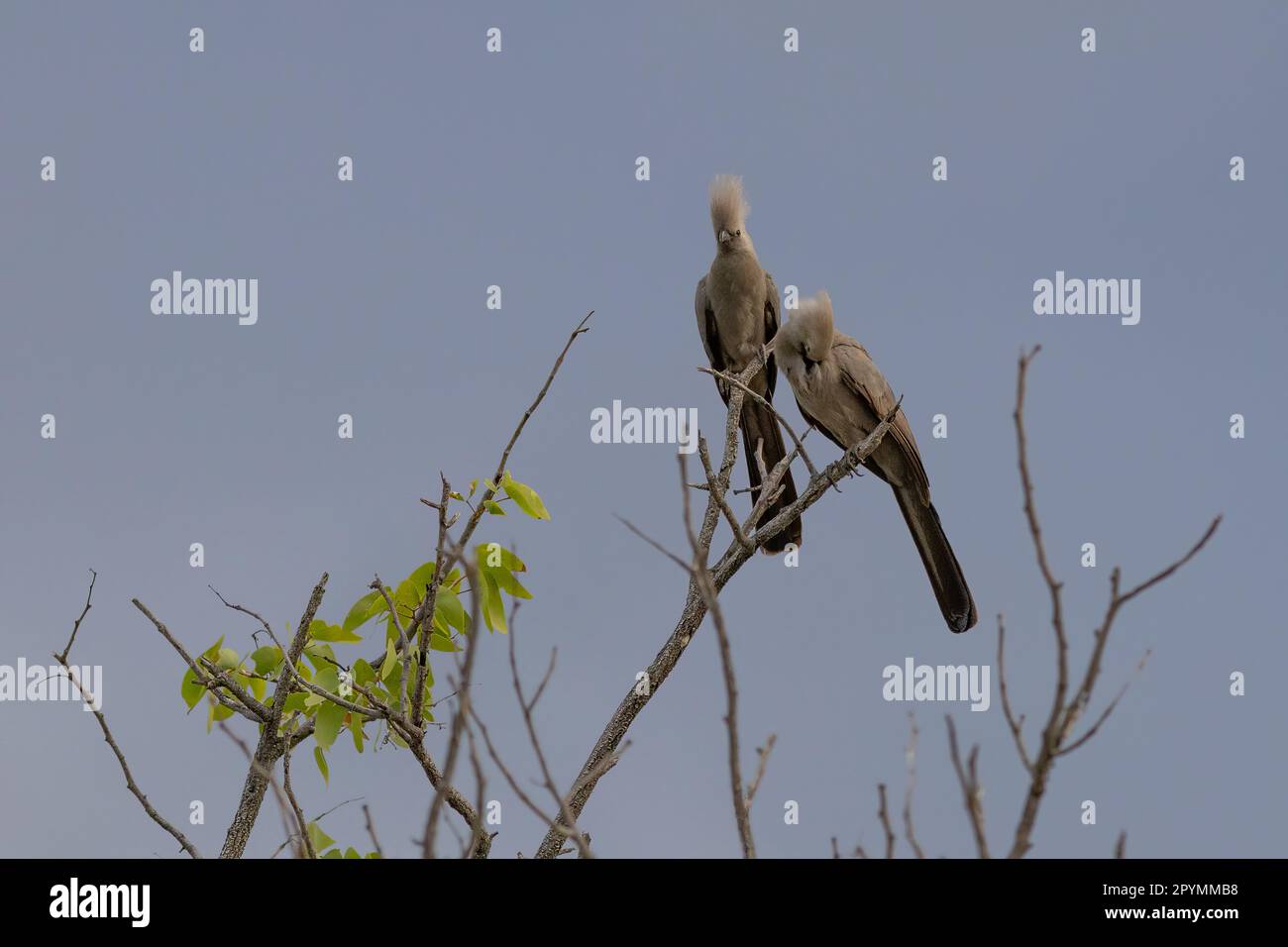 Graue lourie-Vögel sitzen auf einem Baum in etosha Stockfoto