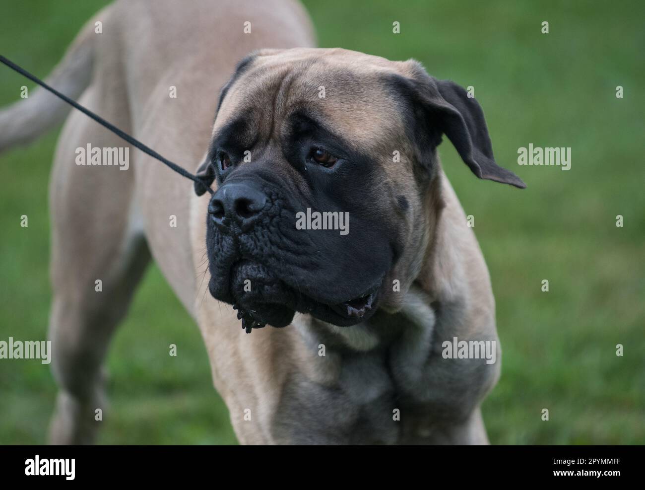 Nahaufnahme eines Mastiff-Hundes bei einer Hundeshow Stockfoto