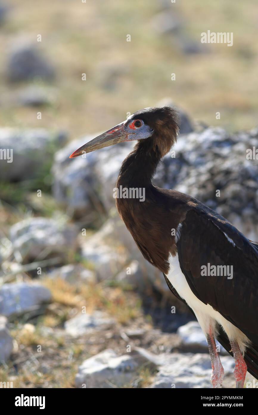 Marabou Stork thront auf dem Boden in der Nähe von Stein, Etosha Nationalpark, Namibia - April 2023 Stockfoto