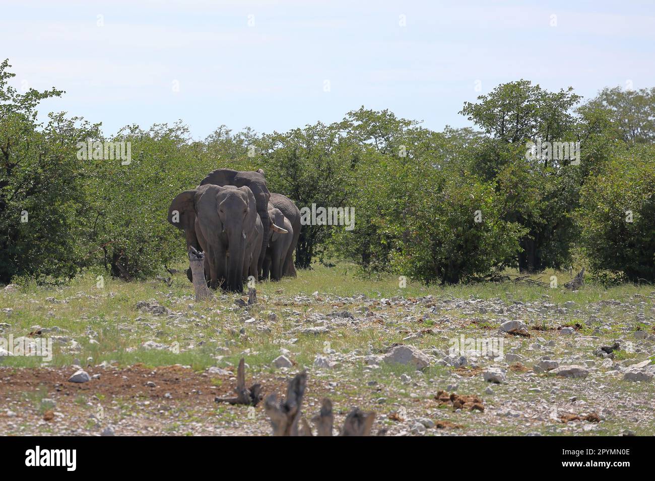 Elefanten in der Wildnis des etosha-Nationalparks, namibia Stockfoto