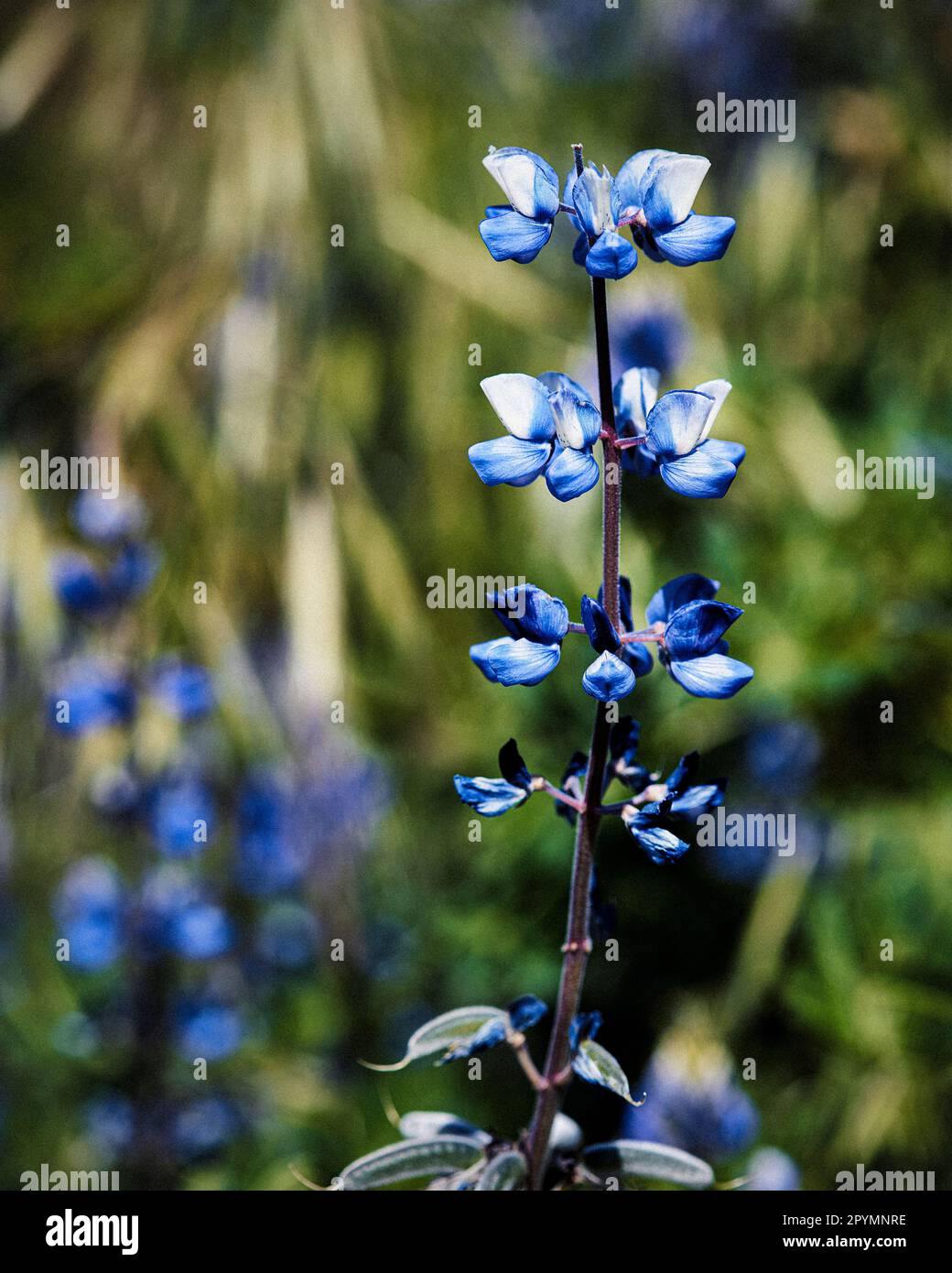 Nahaufnahme einer Blume des Lupinus arcticus mit weichem, verschwommenem Hintergrund Stockfoto