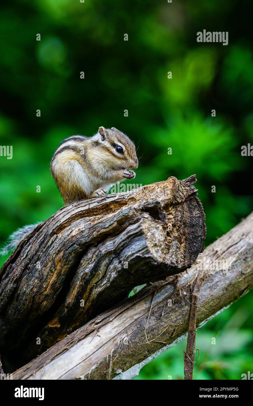 Süße Streifenhörnchen, die im Wald aktiv sind Stockfoto