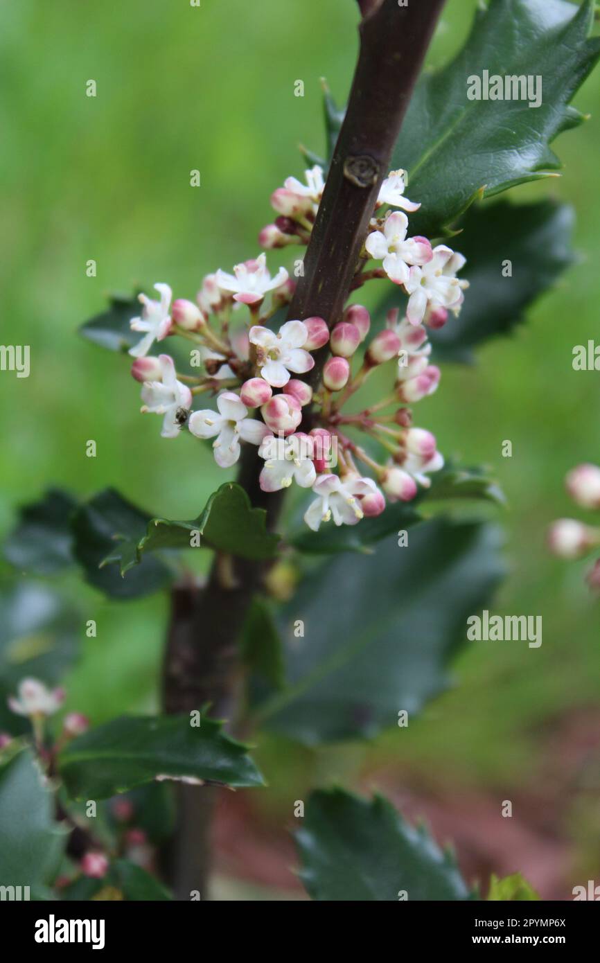 Pink und White Flowers auf einem männlichen blauen Prinz Holly Bush Stockfoto
