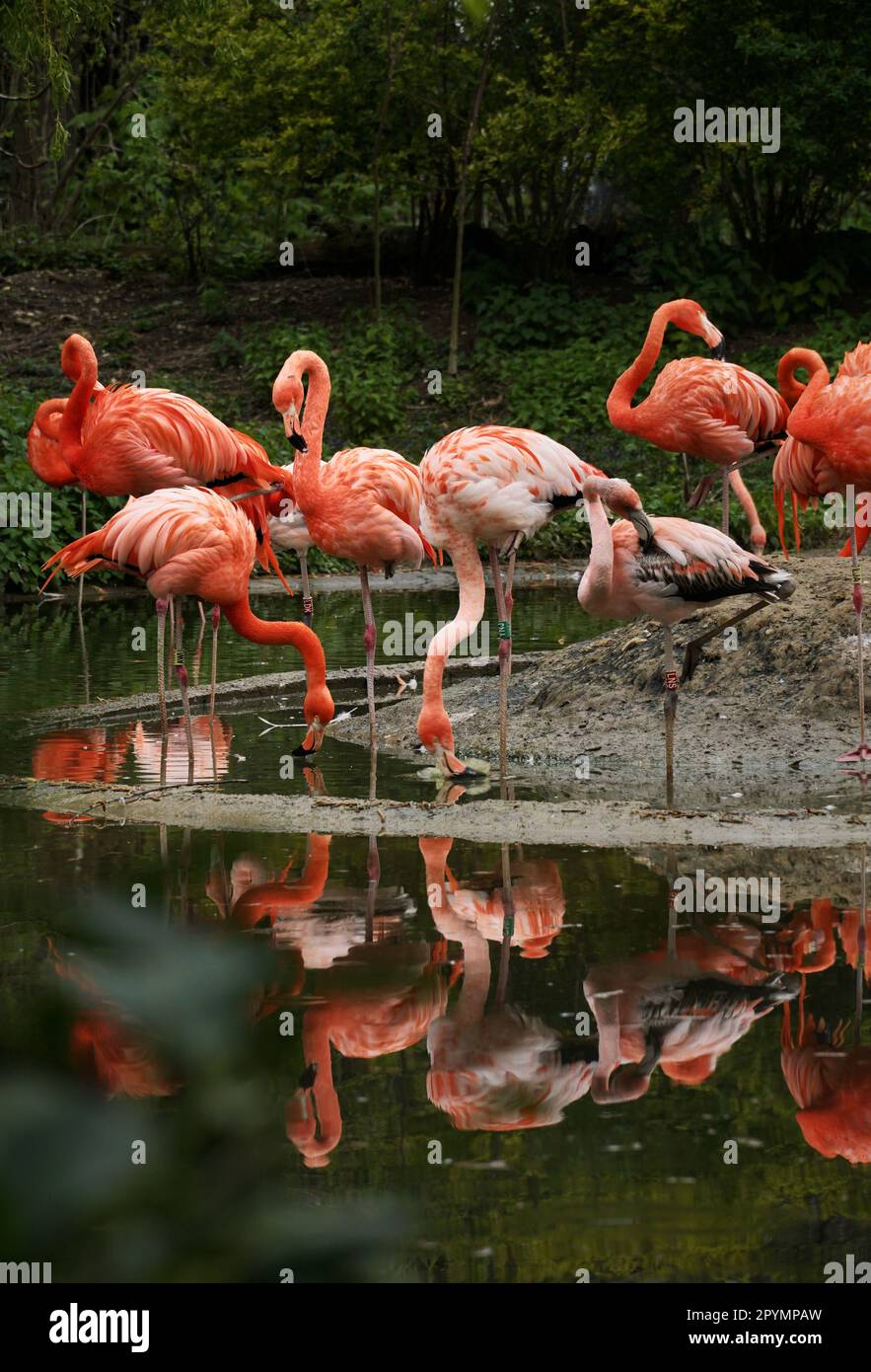 Eine Schar Flamingos steht in einem flachen See, Seite an Seite, ihre leuchtend rosa Federn spiegeln sich im Wasser Stockfoto