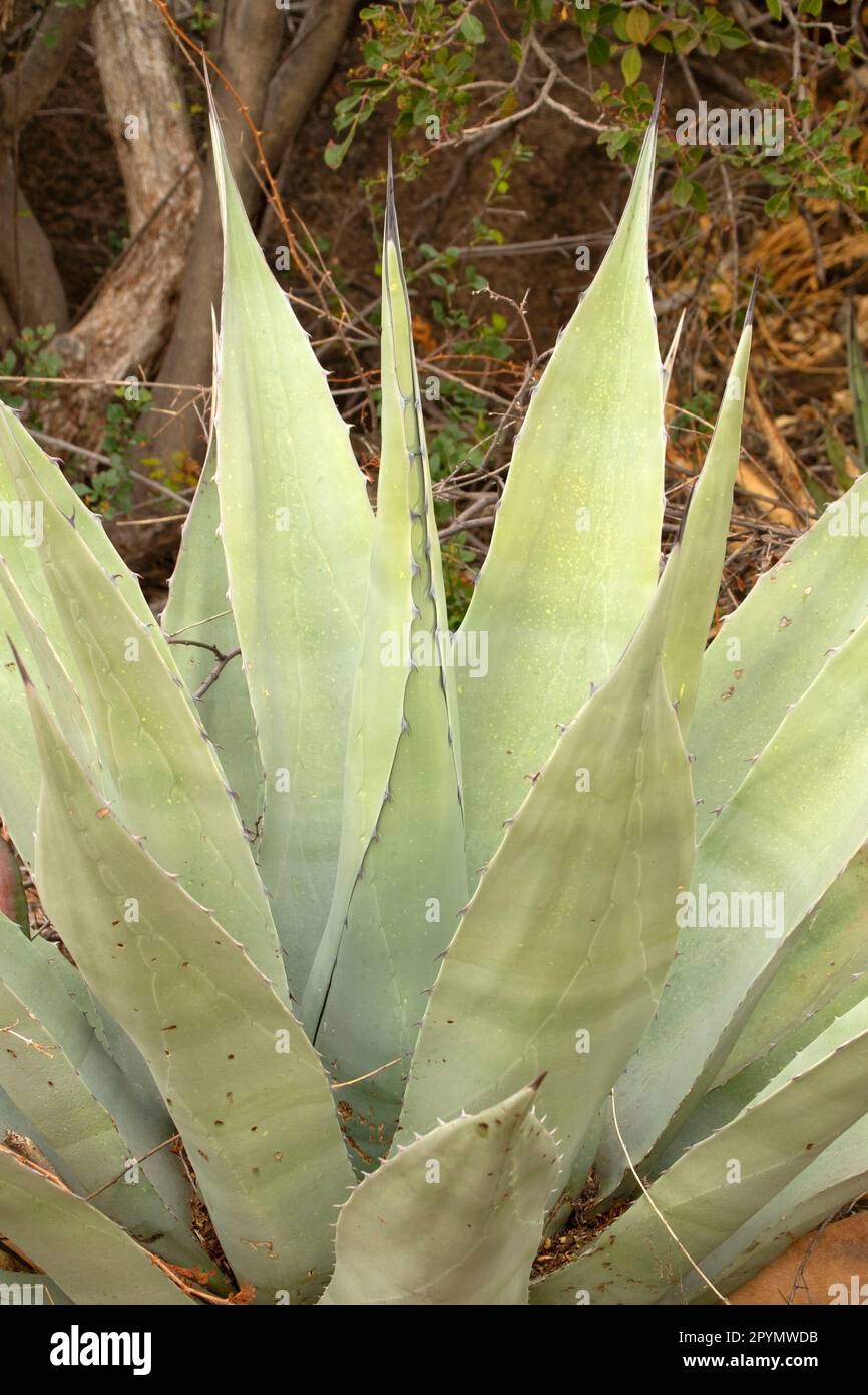 Century plant (Agave havardiana), Big Bend National Park, Texas Stockfoto Century plant (Agave havardiana), Big Bend National Park, Texas Stockfoto