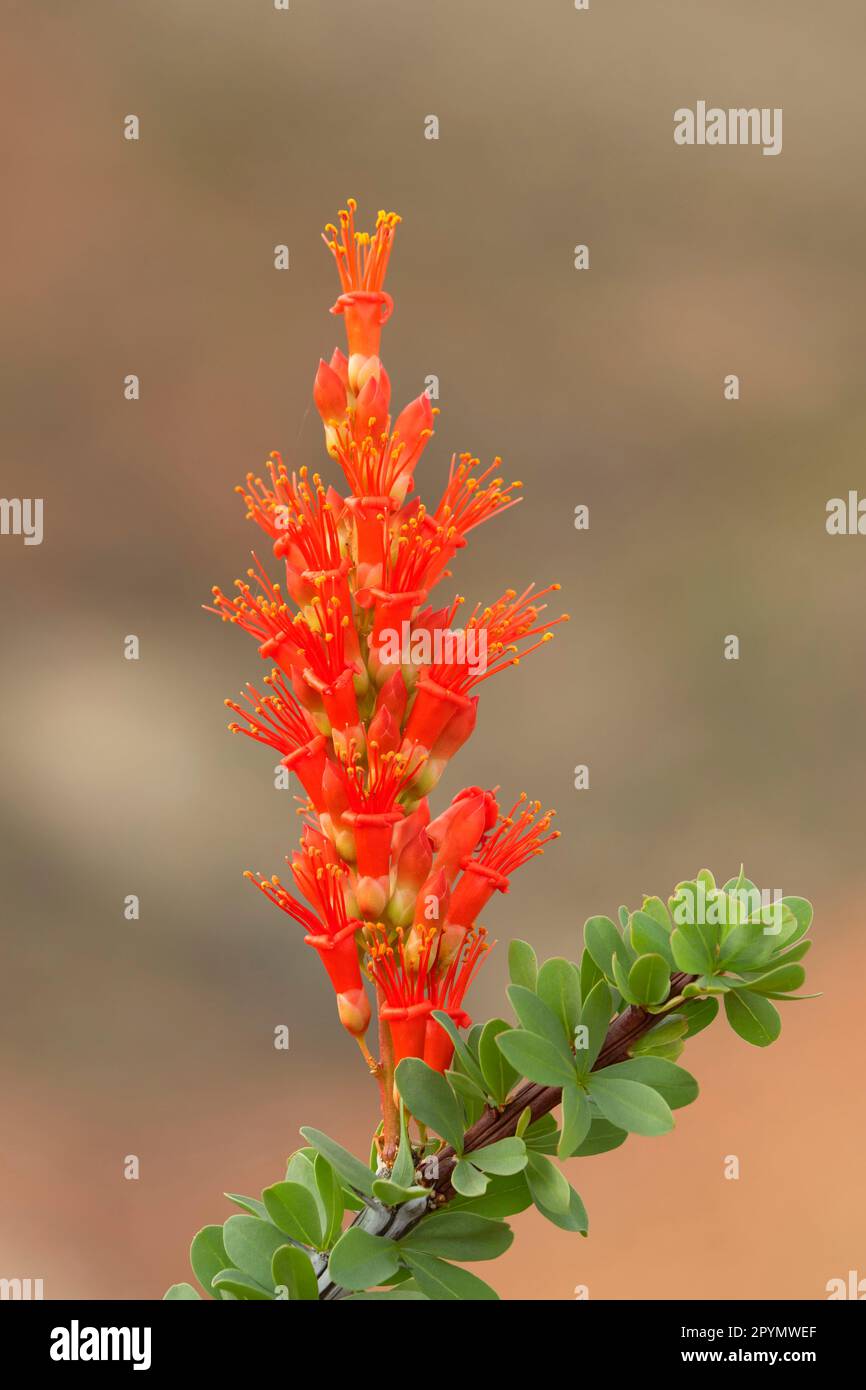 Ocotillo am Mule Ears Spring Trail, Big Bend National Park, Texas Stockfoto