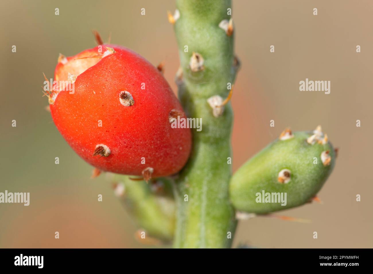 Buntstift-Cholla entlang des Mule Ears Spring Trail, Big Bend National Park, Texas Stockfoto