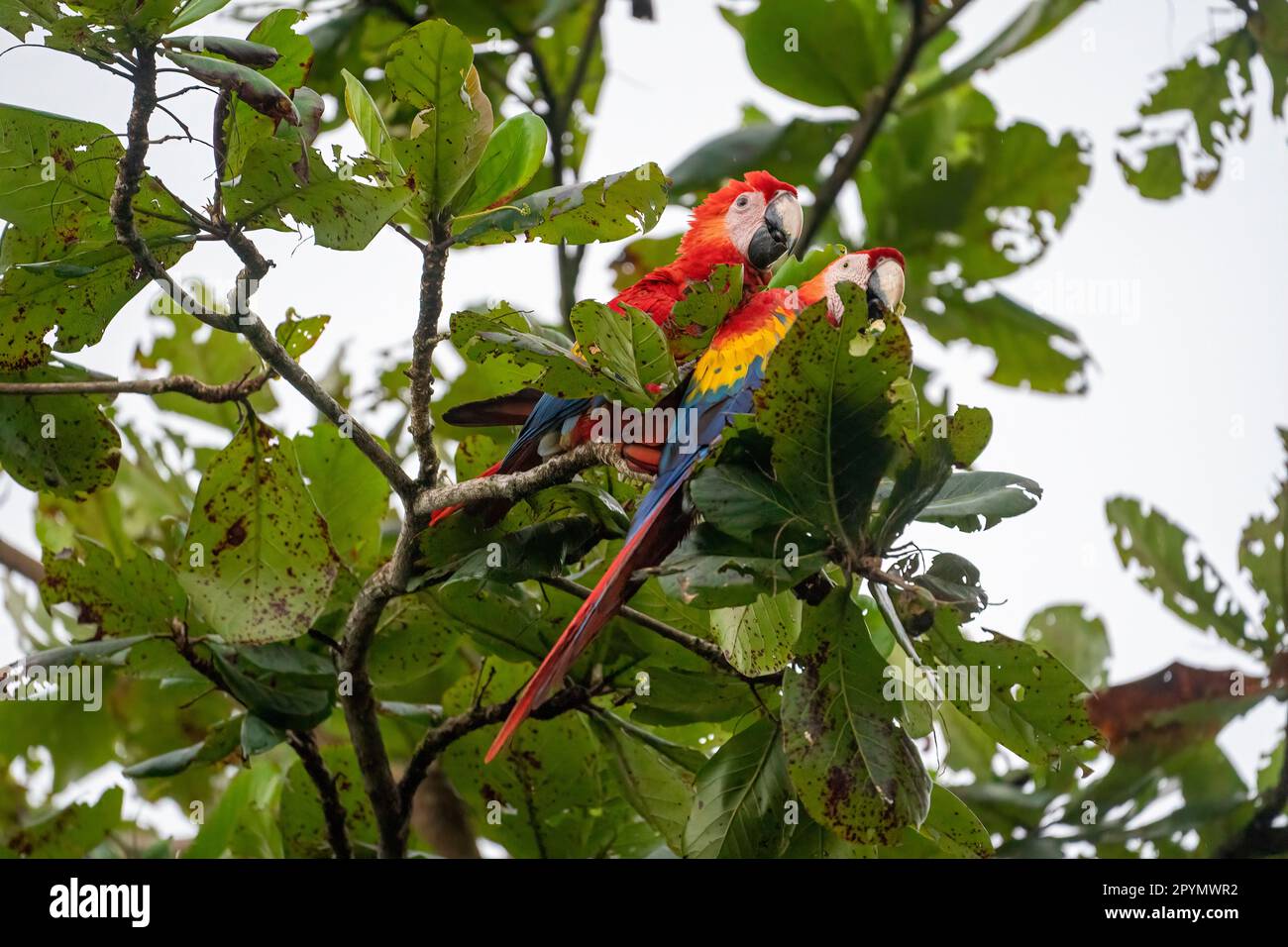 2 der 4 Scharlachmakrelen (Ara macao), die den Baum fütterten Stockfoto